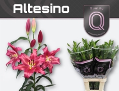 Li Ot Altesino