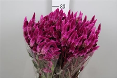 Cel Celway Purple 80cm
