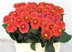 Dahl Bright Orange 55cm