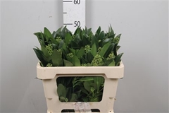 Skim C Kew Green Bunch 50cm