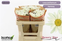 Leuc S Harmony