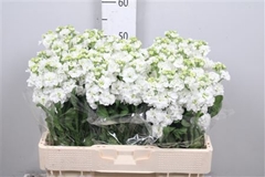 Matth Stx White 55cm 23