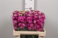 Matth St Deep Rose 60cm 23