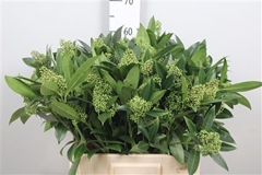 Skim C Kew Green Bunch 60cm