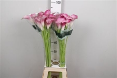 Zant Pink Jewel 90cm