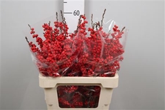 Ilex Bes Brit Buys 60cm