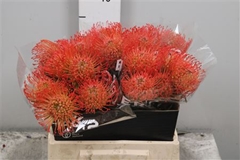 Leuco Co Succession 40cm