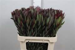Leucad Safari Sunset 80cm