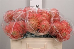 Leuco Ayoba Pink 50cm