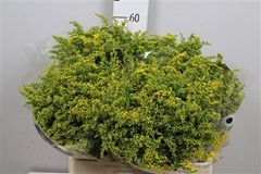 Soli Carzan Glory 60cm 20gram