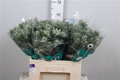 Eryng Sirius Questar 60cm