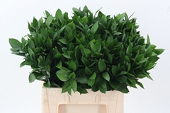 Ruscus Hypophyllum 60cm