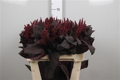 Amar Cruen Velvet 80cm