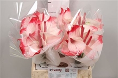 Anth Pr Amalia Elegance 35cm 7cm Ø