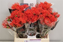 Jatropha P Firecrack 40cm