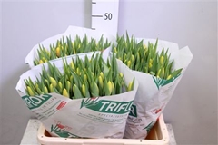 Tu En Denmark 44cm 42gram 23