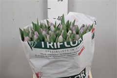 Tu En Saigon 44cm 43gram 23