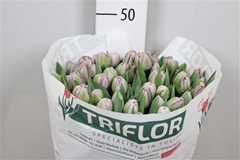 Tu Du Saigon Double 44cm 45gram 23