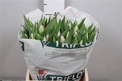 Tu En Dynasty 42cm 40gram 23