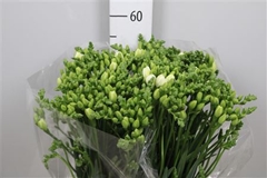 Fr Du Essence 55cm 22gram 23