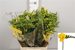 Fr Du Soleil 54cm 22gram 13
