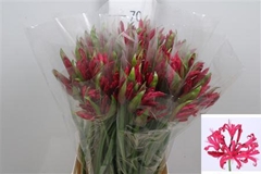 Ne Co Mr John 70cm