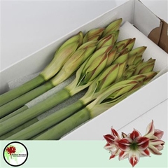 Hipp St Ambiance 80cm 4+