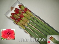 Hipp St Ferrari 70cm 4+