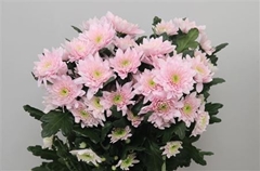 Chr T Pastela Pink 65cm 80gram