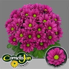 Chr T Randall 70cm 105gram