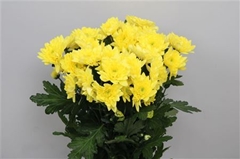Chr T Pina Colada Ye 70cm 105gram