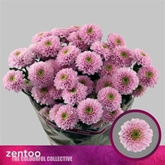 Chr T Letsgo Pink 70cm 95gram