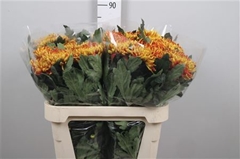 Chr G Fuego 80cm 95gram