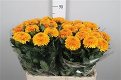Chr G Paladov Sunny 80cm 75gram