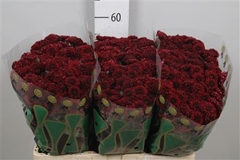 Chr S Jinda Red 55cm