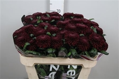 Chr G Poker 70cm 75gram