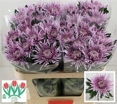 Chr G Cipria 70cm 75gram