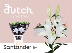 Li Or Santander 100cm 55+
