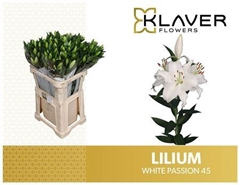 Li Or White Passion 90cm 45+