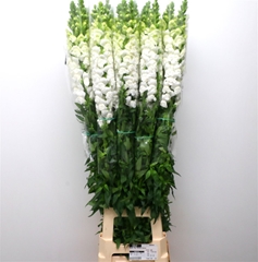 Antir Opus White 110cm