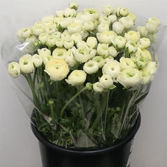 Ran Elegance Creme 35cm 33gram