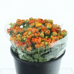 Ran Elegance Orange 35cm 25gram