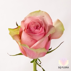 R Gr Belle Rose