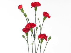 Di Tr Red Diamonds 55cm 23