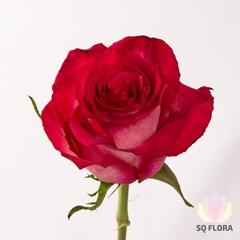 R Gr Nicoletta 40cm