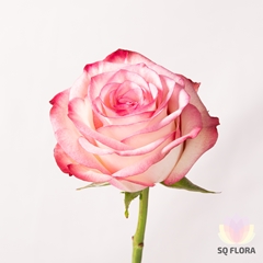 R Gr Paloma 50cm