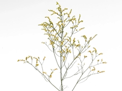 Lim Sin China Summer 70cm 35gram