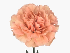 Di St Caramel 70cm 23