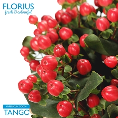 Hyper Coco Tango Red Sup 50cm