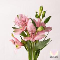 Alstr Elegance 60cm 40gram